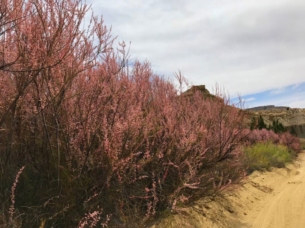12 Cottonwood Canyon pink shrubs