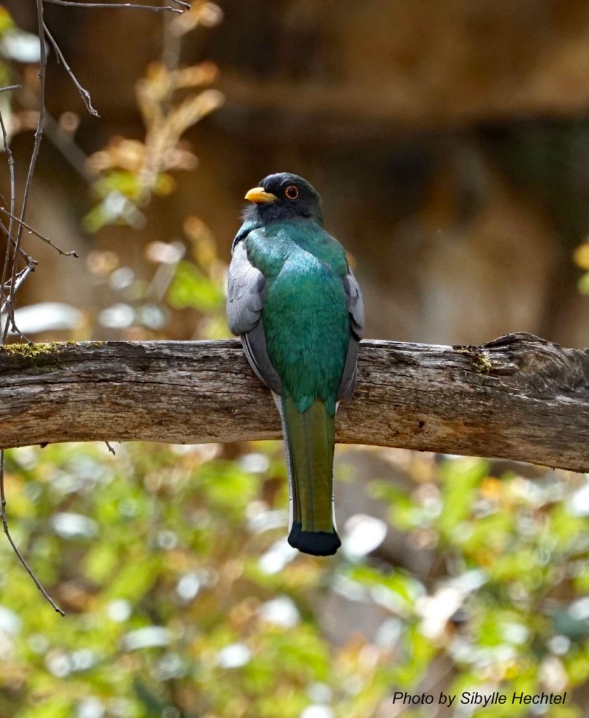 07_Trogon-back,-head_w