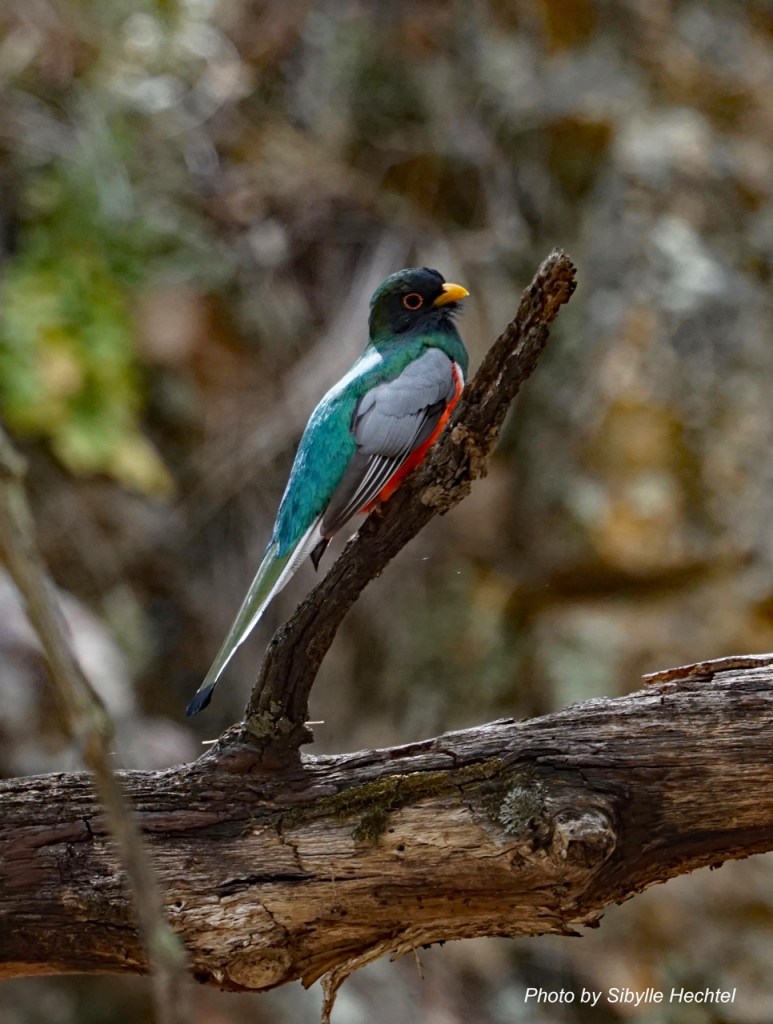 08_Trogon,-side-,-4-22-w